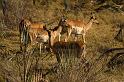 107 Okavango Delta, impala's